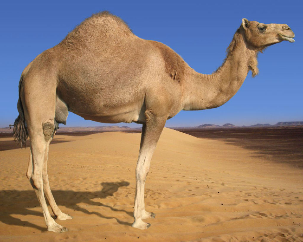 deserts animals camels